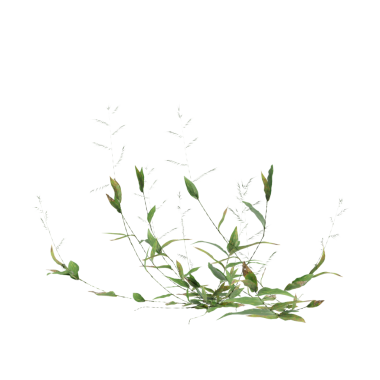 Oplismenus kompozitus ot bitkileri şeffaf arkaplan üzerinde 3d illüstrasyon