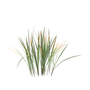 Imperata silindir çim bitkileri Şeffaf arkaplan üzerinde 3d illüstrasyon