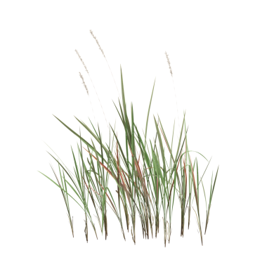 Imperata silindir çim bitkileri Şeffaf arkaplan üzerinde 3d illüstrasyon