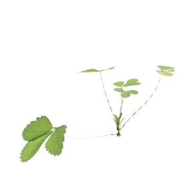 Duchesnea indica çimen bitkileri Şeffaf arka planda 3D illüstrasyon