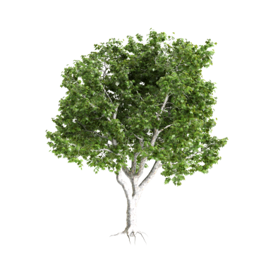Platanus acerifolia Willd ağaçları şeffaf arkaplanda 3D illüstrasyon
