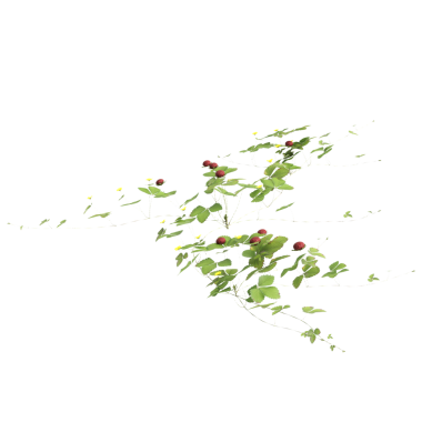 Duchesnea indica çimen bitkileri Şeffaf arka planda 3D illüstrasyon