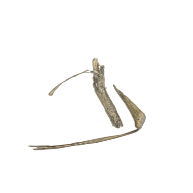 Kuru çimen bitkileri şeffaf arkaplanda 3d illüstrasyon