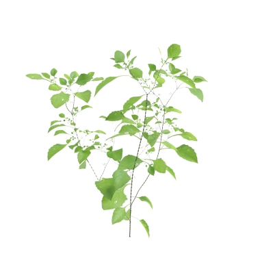 Solanum nigrum çimen bitkileri şeffaf arkaplan üzerinde 3d illüstrasyon