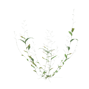 Oplismenus kompozitus ot bitkileri şeffaf arkaplan üzerinde 3d illüstrasyon