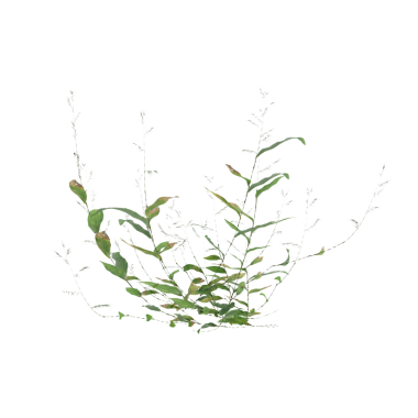 Oplismenus kompozitus ot bitkileri şeffaf arkaplan üzerinde 3d illüstrasyon