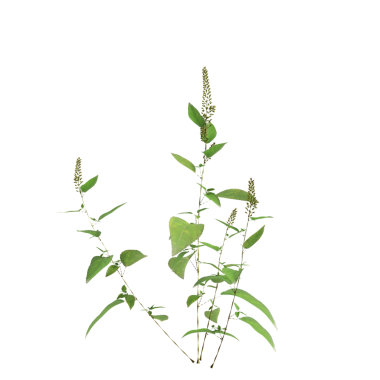 Amaranthus viridis çimen bitkileri şeffaf arkaplan üzerinde 3d illüstrasyon