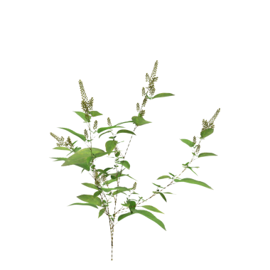 Amaranthus viridis çimen bitkileri şeffaf arkaplan üzerinde 3d illüstrasyon