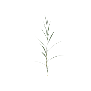 Conyza canadensis çimen bitkileri şeffaf arkaplan üzerinde 3d illüstrasyon