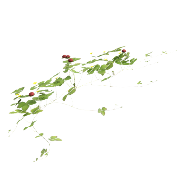 Duchesnea indica çimen bitkileri Şeffaf arka planda 3D illüstrasyon