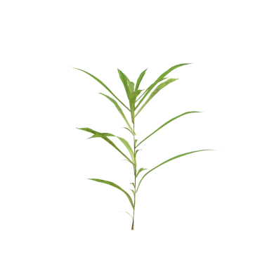 Aster subulatus çim bitkileri şeffaf arka planda 3D illüstrasyon