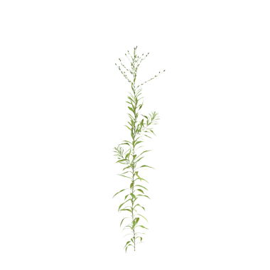 Aster subulatus çim bitkileri şeffaf arka planda 3D illüstrasyon