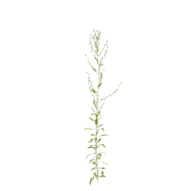 Aster subulatus çim bitkileri şeffaf arka planda 3D illüstrasyon