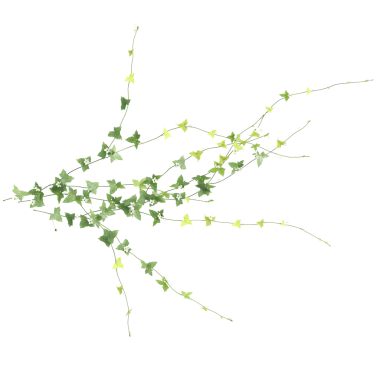 Zehneria indica çimen bitkileri Şeffaf arkaplan, üst görünüm 3d illüstrasyon