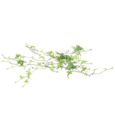 Zehneria indica çimen bitkileri Şeffaf arkaplanda 3d illüstrasyon