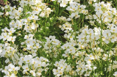 Yumuşak, bulanık bir zemin üzerinde zarif beyaz çiçekler, organik cilt bakımı ve güzellik damgası için mükemmel.