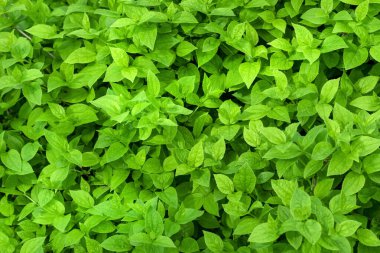 Güneş ışığında parlayan canlı yeşil yaprakların yakın çekimi tazeliği ve yeni başlangıçları simgeliyor.