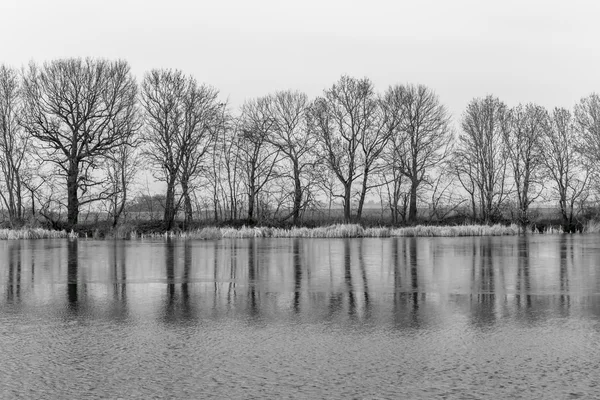 Trees reflected in the lake - black & white — Stock Photo, Image