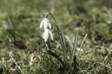 zwei Schneegloeckchen der Wiese içinde