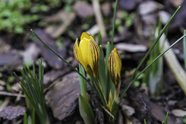 Zwei gelbe Krokus — Fotografia de Stock