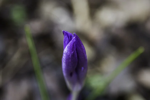 Młody krokus kwiat — Zdjęcie stockowe