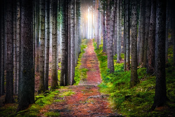 Утренний лес - солнечный свет — стоковое фото