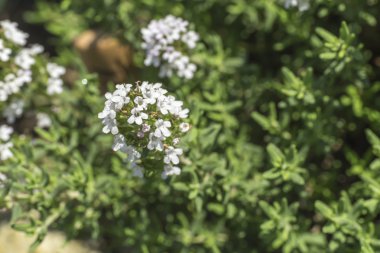kekik çiçeği bahçe