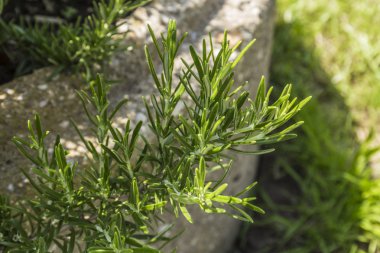 taze biberiye-Bahçe