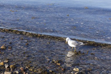 Bir martı ayakta su