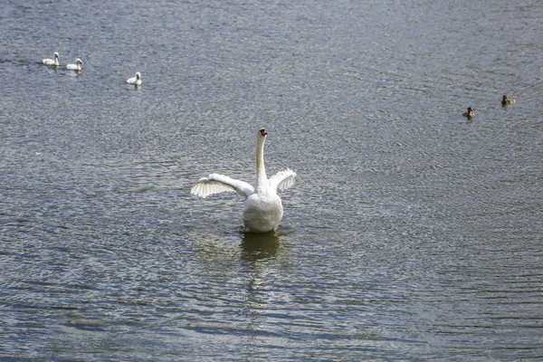 Pose de cygne - faune — Photo