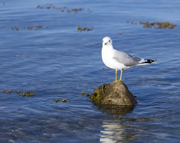 Uma gaivota de pé sobre uma pedra — Fotografia de Stock