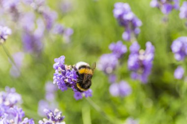 nektar içme bumble bee