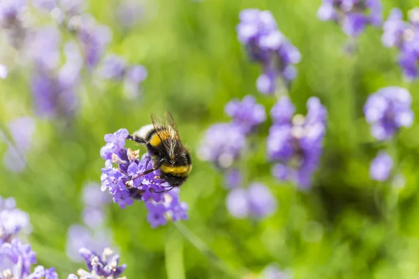 nektar içme bumble bee