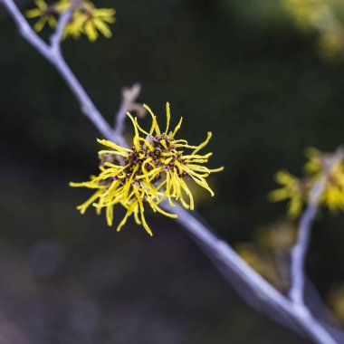 Bahçede sarı fındık çiçeği