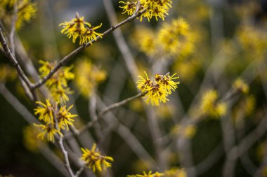 Bahçede sarı fındık çiçeği