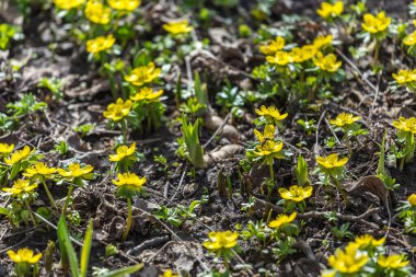 Kış aconiti çiçeği, arılar için yiyecek.