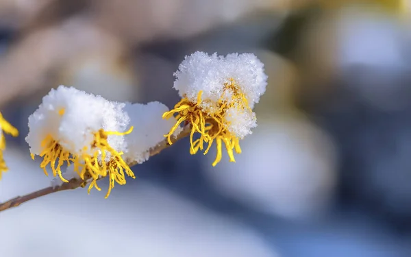 snow on the blossom of the witch hazel