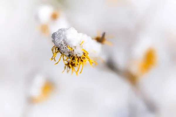 snow on the blossom of the witch hazel