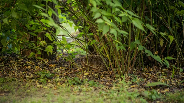 Σκαντζόχοιρος Στον Φυσικό Κήπο — Φωτογραφία Αρχείου