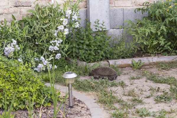 Σκαντζόχοιρος Στον Φυσικό Κήπο — Φωτογραφία Αρχείου