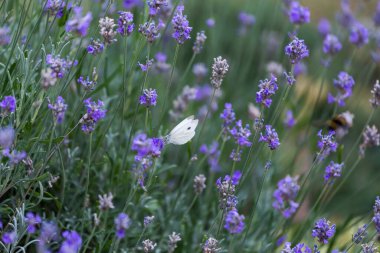 Böcekler çiçeklerden nektar alırlar.