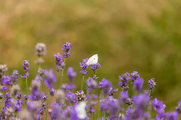 Insetos Obter Néctar Das Flores — Fotografia de Stock