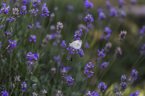 Insetos Obter Néctar Das Flores — Fotografia de Stock