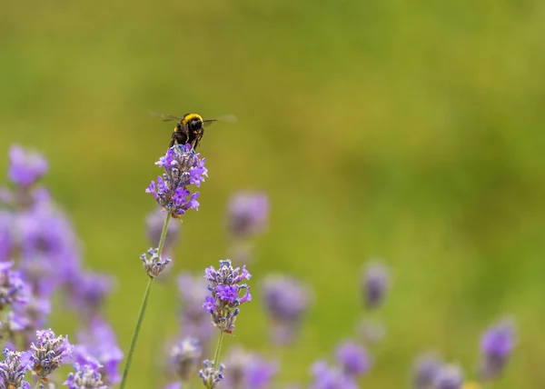 Insects Get Nectar Flowers — Stock Photo, Image