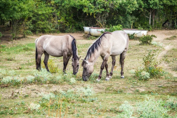 Koniks Wilde Pferde Toten Tlern Naturpark Saale Unstrut Triasland — Stockfoto