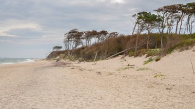 Baltık Denizi 'nde Vahşi Kıyı