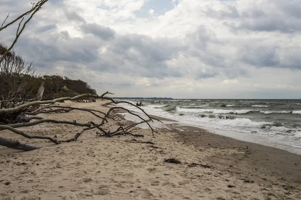 Wilde Kust Aan Baltische Zee — Stockfoto