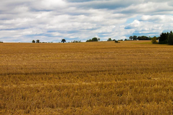 Yello field and clouds — стоковое фото