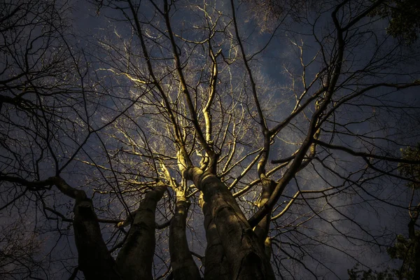 Baumwipfel im mystischen Licht — Stockfoto