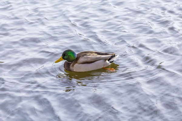 Duck swims in the water — Stock Photo, Image